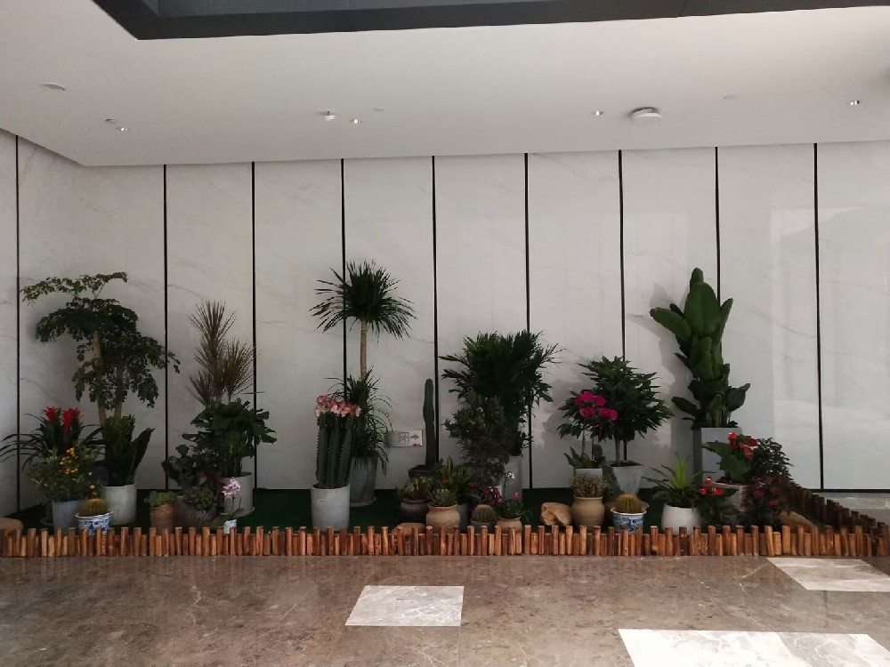 辦公室綠植租賃費(fèi)用到底高不高？常見(jiàn)綠植的種類(lèi)有哪些？
