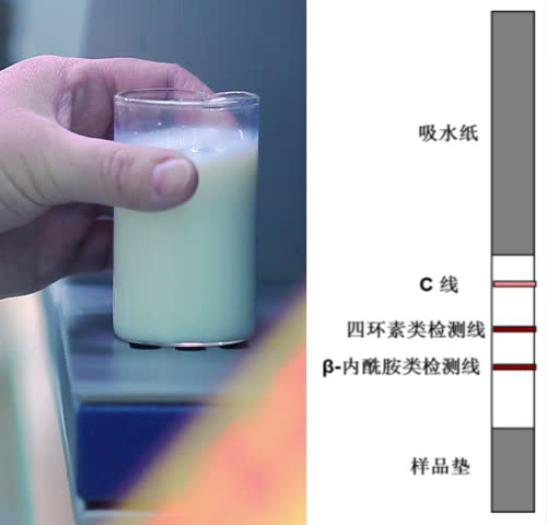 乳品四環(huán)素類(lèi)+β-內酰胺類(lèi)抗生素檢測試紙條